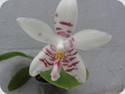 Phal. Double Shot